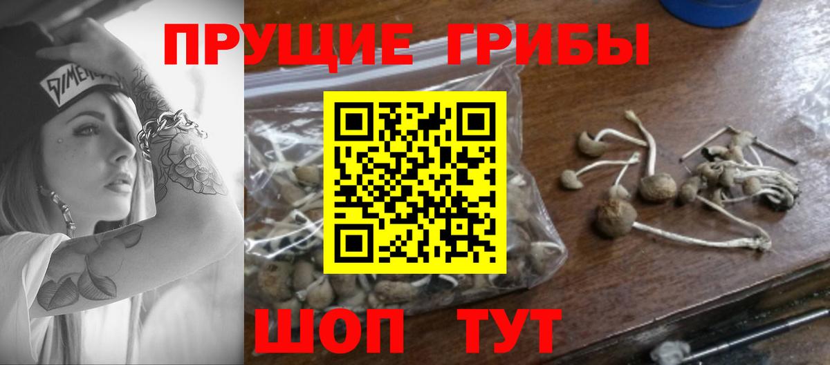 Псилоцибиновые грибы GOLDEN TEACHER Новороссийск